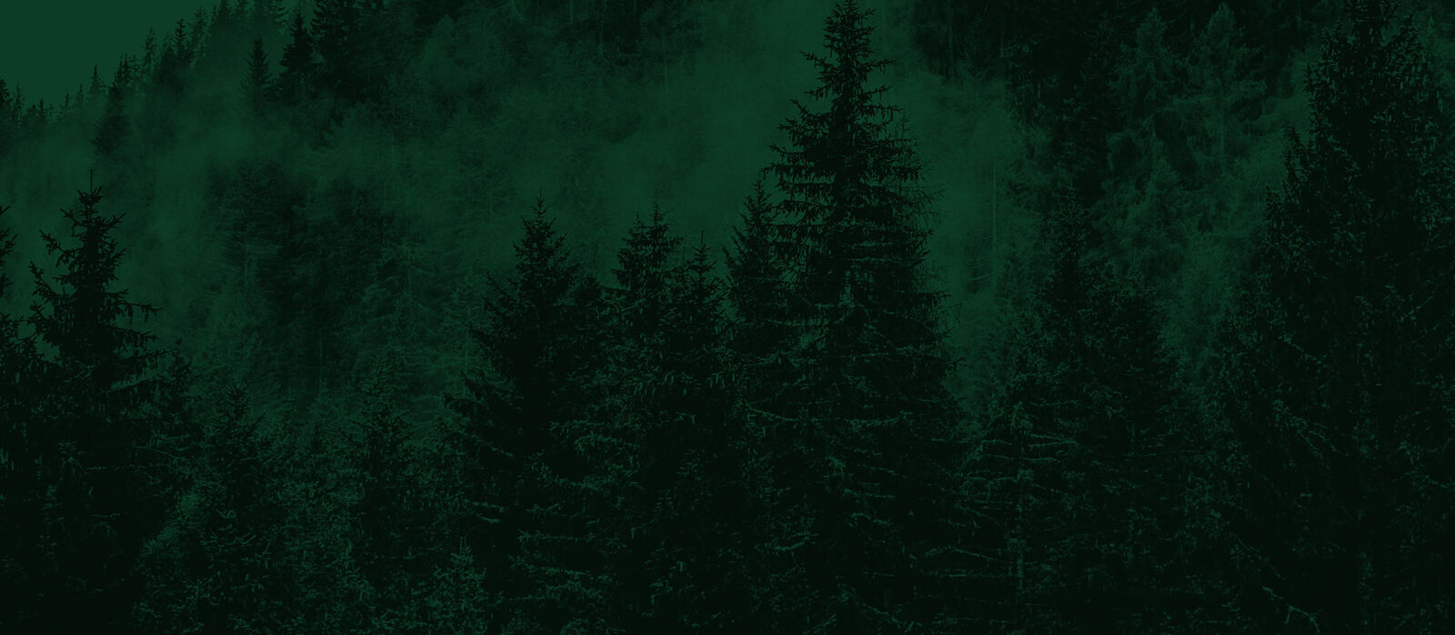 Dark green Pine tree texture.